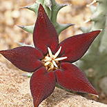 Piranthus atrosanguineus